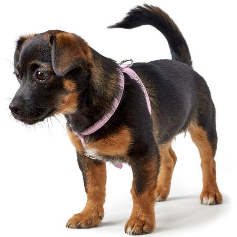 Hunter Harness Modern Art Round & Soft Petit Luxus 99645