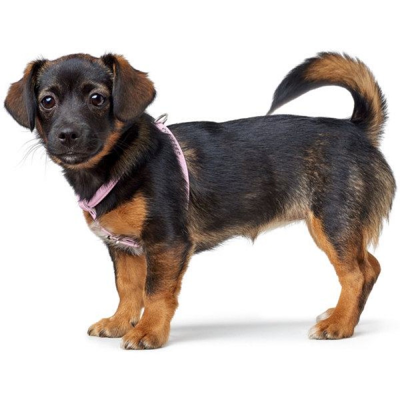 Hunter Harness Modern Art Round & Soft Petit Luxus 99645