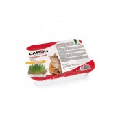 Camon Fresh catnip/Γρασίδι