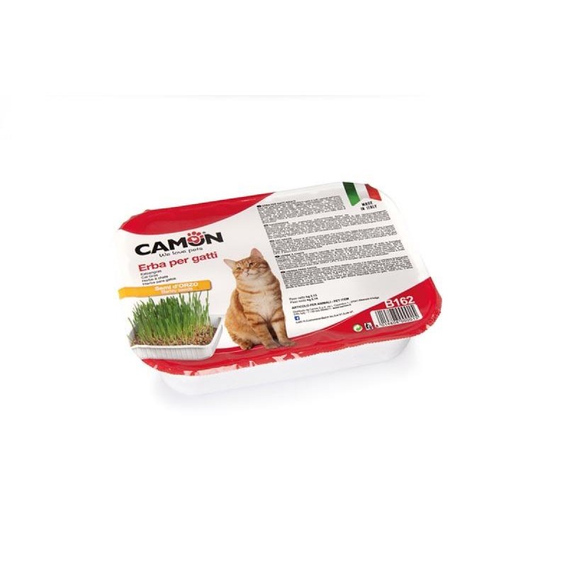 Camon Fresh catnip/Γρασίδι