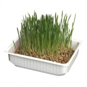 Camon Fresh catnip/Γρασίδι