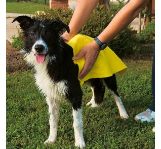 Ferplast Super absorbent towel for dogs GRO 5958